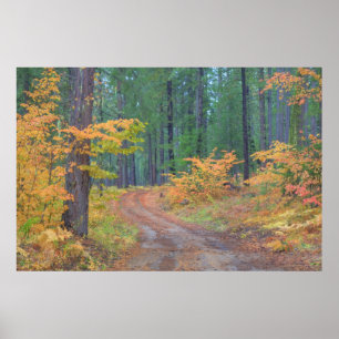 Affiche Couleurs d'automne des forêts dans la Cascade 2