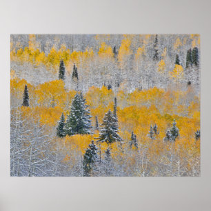 Affiche Couleurs d'automne des trembles et neige fraîche K
