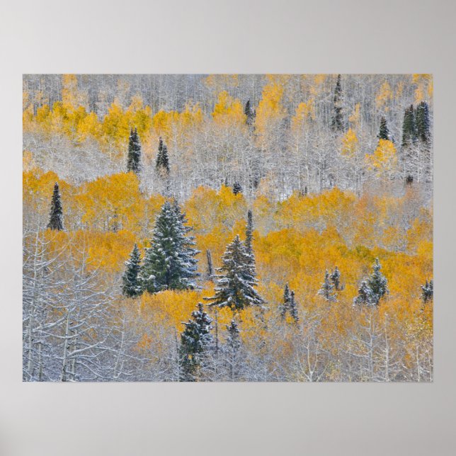 Affiche Couleurs d'automne des trembles et neige fraîche K (Devant)