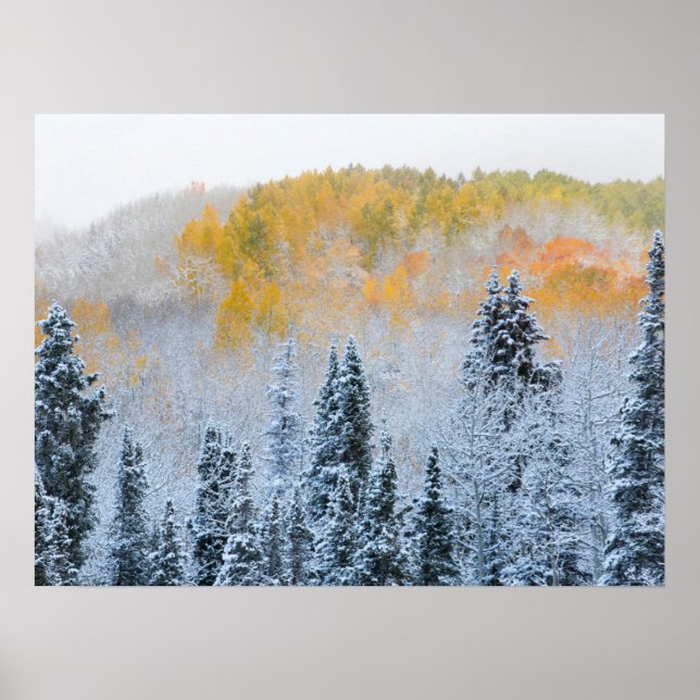 Affiche Couleurs d'automne des trembles et neige fraîche K (Devant)