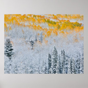 Affiche Couleurs d'automne des trembles Montagnes Rocheu