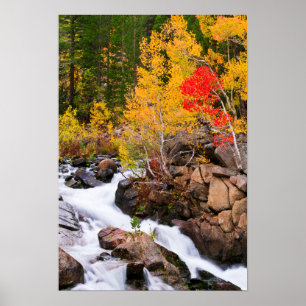 Affiche Couleurs d'automne le long de Bishop Creek, CA