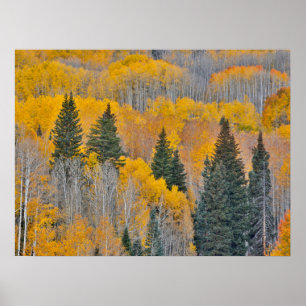 Affiche Couleurs d'automne sur Aspen Groves
