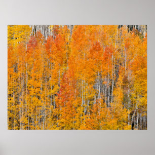 Affiche Couleurs d'automne sur les bosquets de trembles