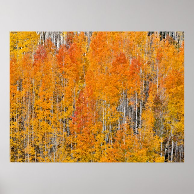 Affiche Couleurs d'automne sur les bosquets de trembles (Devant)