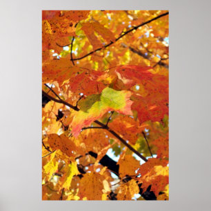 Affiche Couleurs de feuillage de pointe en automne