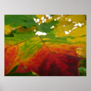Affiche Couleurs de la feuille d'érable Automne Photograph