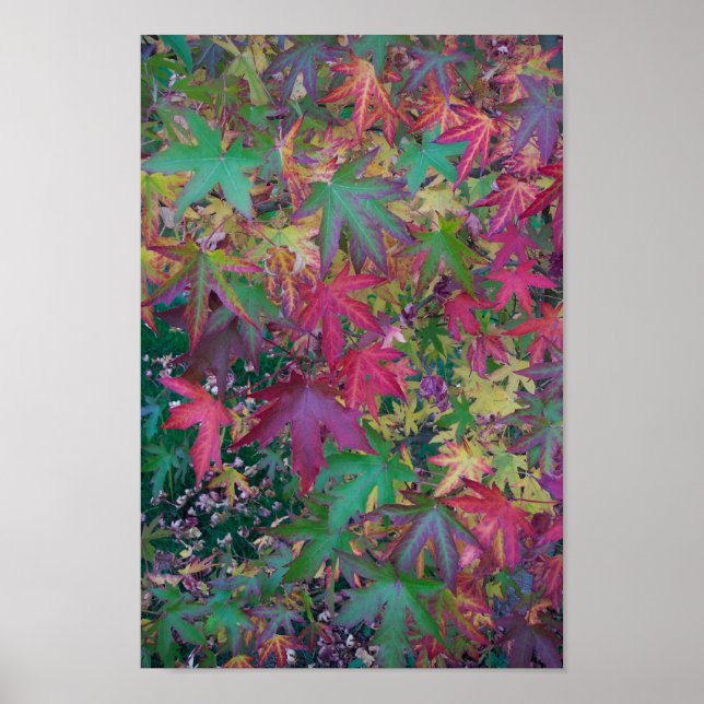 Affiche Couleurs de l'automne (Devant)