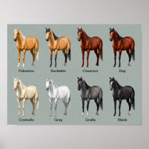 Affiche Couleurs du manteau de cheval