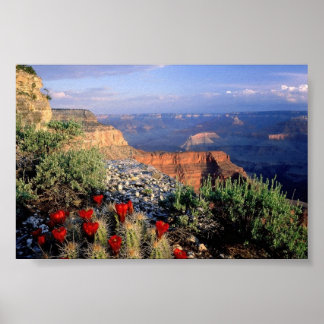 Affiche Coupe Claret Cactus, Arizona