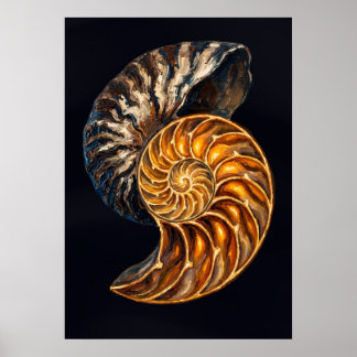 Affiche Coupe transversale de coquille de nautile — Spiral