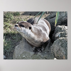 AFFICHE COUPER OTTER