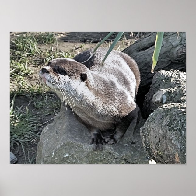 AFFICHE COUPER OTTER (Devant)