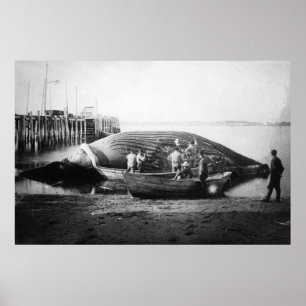 Affiche Couper une baleine bleue en Alaska Photo