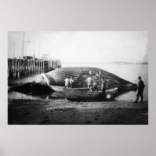 Affiche Couper une baleine bleue en Alaska Photo (Devant)