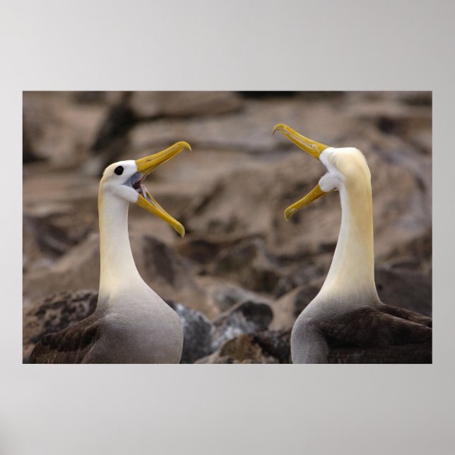 Affiche Couple d'albatros à onde (Phoebastria irrorata) (Devant)