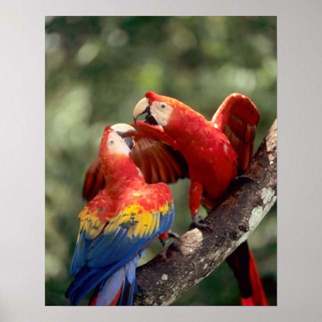 Affiche Couple d'Ara rouge (Devant)
