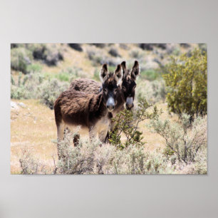 Affiche Couple de Burro sauvage dans le centre du Nevada