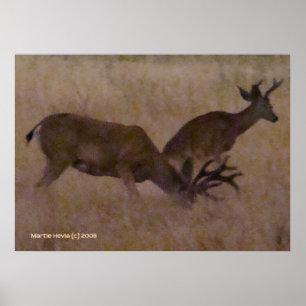 Affiche Couple de cerfs en herbe sèche