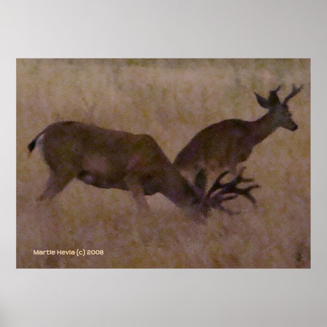 Affiche Couple de cerfs en herbe sèche (Devant)