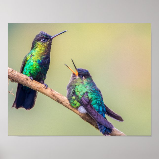 Affiche Couple de colibri coloré perché ensemble (Devant)