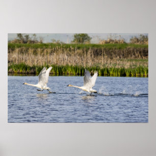 Affiche Couple de cygnes de la toundra en décollage pour