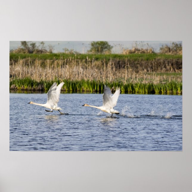 Affiche Couple de cygnes de la toundra en décollage pour (Devant)