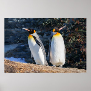 Affiche Couple de Manchots Royaux sur Fond Hivernal