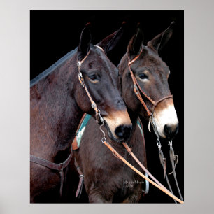Affiche Couple de mule