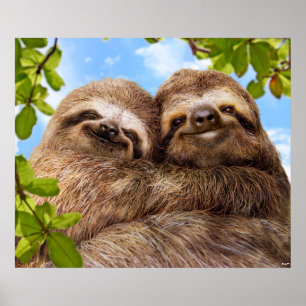 Affiche Couple de paresseux