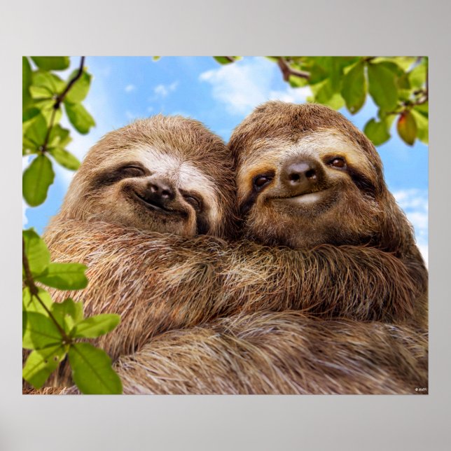 Affiche Couple de paresseux (Devant)