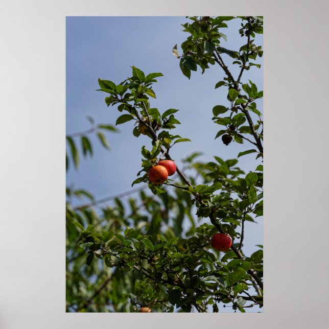 Affiche couple de pommes rouges sur une branche (Devant)
