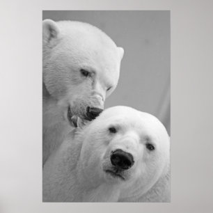 Affiche Couples mignons d'ours blanc