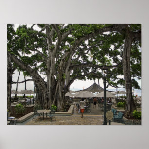 Affiche Cour de banian de Moana Surfrider - plage de