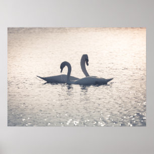 Affiche Courage Swans Nature Photo
