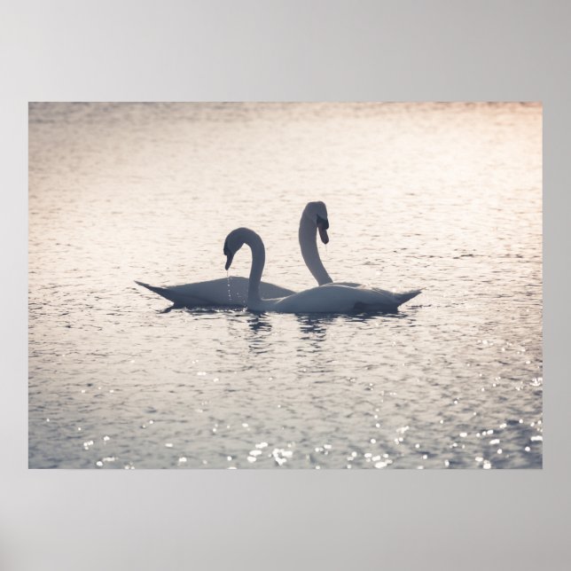 Affiche Courage Swans Nature Photo (Devant)