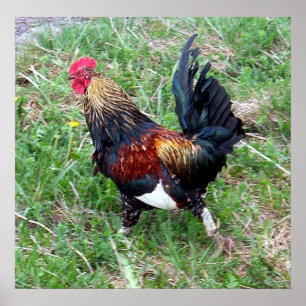 Affiche courante de coq