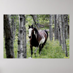 Affiche Courir Pinto Peinture & Forêt Cheval Photo