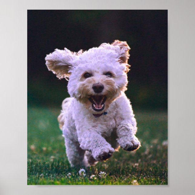 Affiche Courir un chien blanc de caniche mignon chien (Devant)