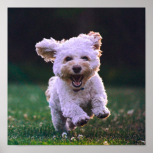 Affiche Courir un chien blanc de caniche mignon chien