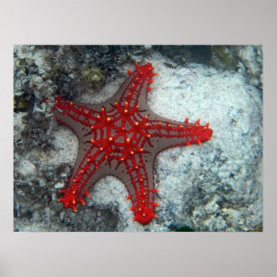 Affiche Couronne des étoiles de mer d'épines sur le récif