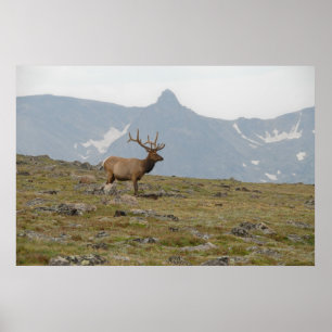 Affiche Couronné en Majesté