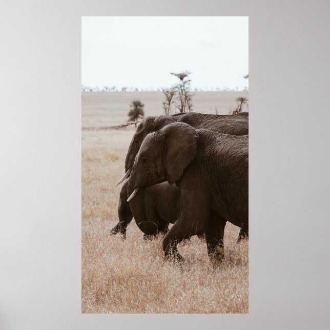 AFFICHE COURSE D'ÉLÉPHANTS (Devant)