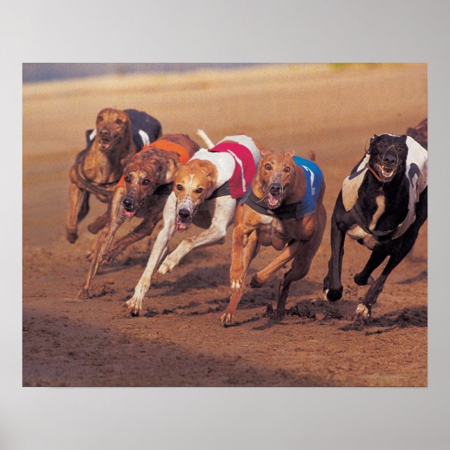 Affiche Course Greyhounds sur piste (Devant)