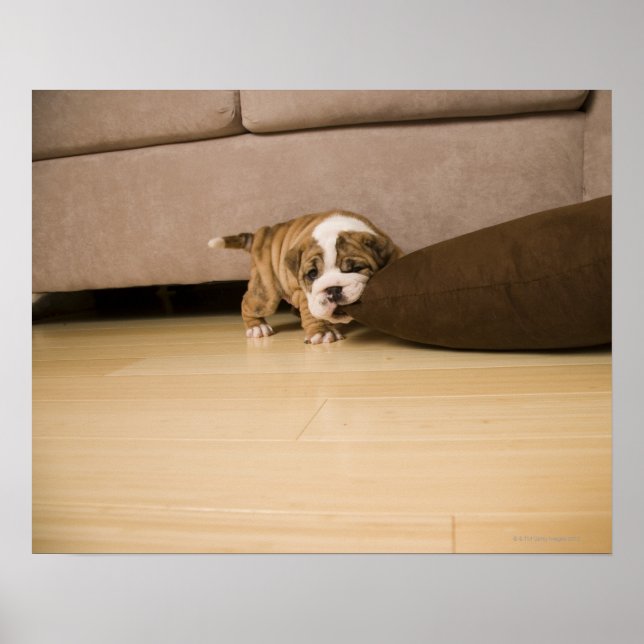 Affiche Coussin anglais Bulldog chiot (Devant)
