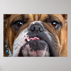 Affiche Coussin de jet de Bouledogue Anglais
