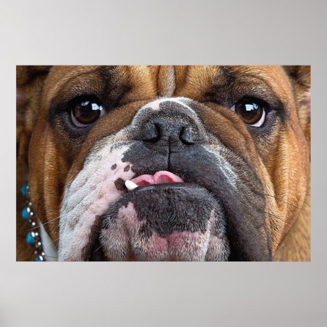Affiche Coussin de jet de Bouledogue Anglais (Devant)