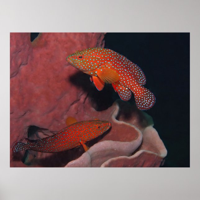 Affiche Couvercles de corail (Devant)