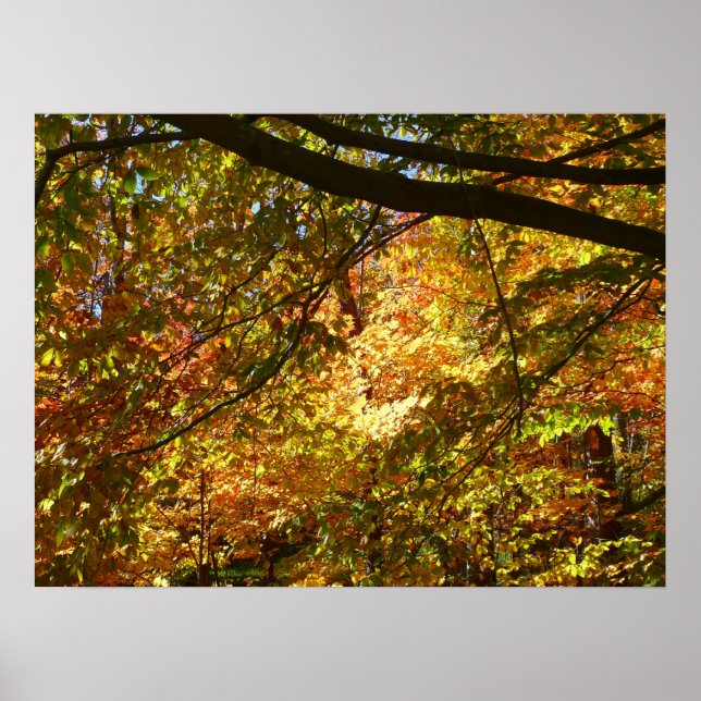 Affiche Couvert de feuilles d'automne I Nature jaune d'aut (Devant)