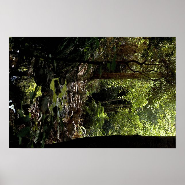 Affiche Couvert forestier - Feuillage vert en contre-jour (Devant)